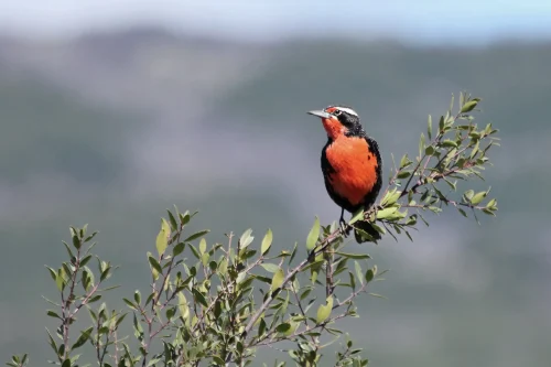 crowdsource regional birds field recording contest