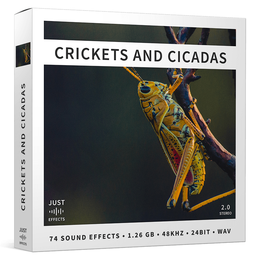 Crickets and cicadas sound library | sound effects