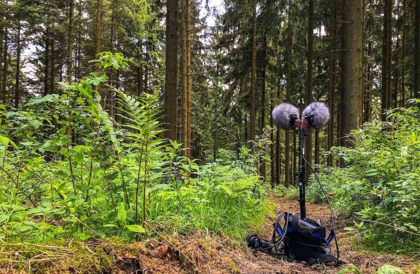 Behind the Scenes: Recording the Forest's Symphony